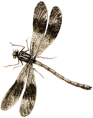 Golden Dragonfly Illustration PNG Image