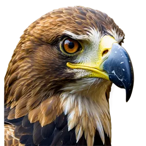 Golden Eagle Close-up Png Vfv PNG Image