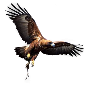 Golden Eagle In Mid-hunt Png Qun PNG Image