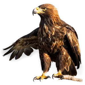 Golden Eagle In Sunset Light Png Kpa18 PNG Image