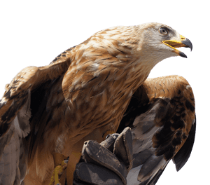Golden Eagle Profile PNG image with transparent background