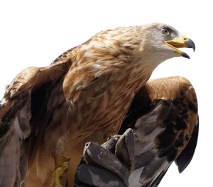 Golden Eagle Profile PNG Image