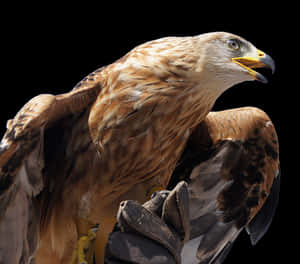 Golden Eagle Profile PNG with transparent background