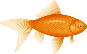 Example Image Of A Fish - Example Of Png File, Transparent Png PNG