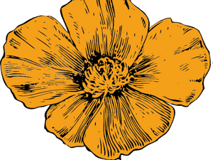 California Poppy Flower Drawing , Png Download - California Poppy Illustration, Transparent Png PNG image with transparent background