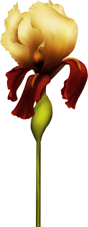 Iris Flower Png Clipart - Alfabeto De Orquideas Letrao, Transparent Png PNG image with transparent background
