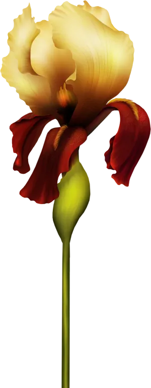 Golden Iris Flower Art PNG Image