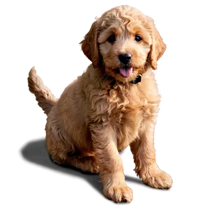 Golden Labradoodle Puppy Png 06262024 PNG Image