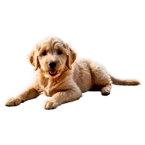 Golden Labradoodle Puppy Png Nkq PNG Image