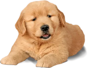 Golden Labrador Puppy Portrait PNG Image