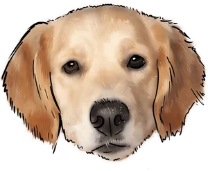 Golden Labrador Retriever Illustration PNG Image