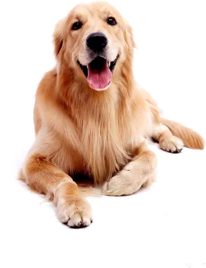 Golden Labrador Retriever Smiling PNG Image