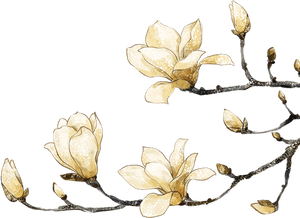 Magnolia Clipart Southern - White Water Color Flower Png, Transparent Png PNG image with transparent background