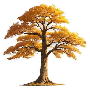 Golden Oak Sunset PNG hnw PNG with transparent background