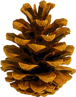 Golden Pinecone Autumn Vibes PNG Image