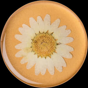 Golden Plate White Daisy Design PNG image with transparent background