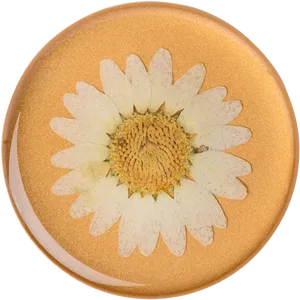 Golden Plate White Daisy Design PNG Image