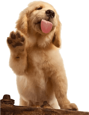 Golden Puppy Labrador Brown Dog Cat Flat-coated Clipart - Golden Retriever Png, Transparent Png PNG image with transparent background