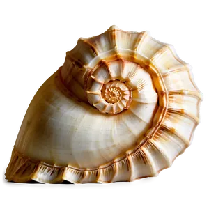 Golden Ratio Conch Shell Png 06132024 PNG Image