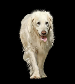 Golden Retriever Black Background PNG image with transparent background