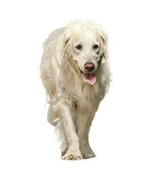 Golden Retriever Black Background PNG Image