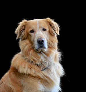 Golden Retriever Portrait Black Background PNG with transparent background