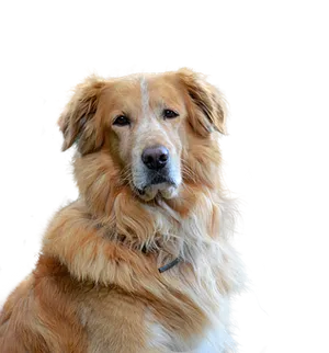 Golden Retriever Portrait Black Background PNG Image