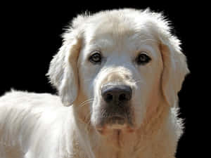 Golden Retriever Portrait Black Background PNG with transparent background