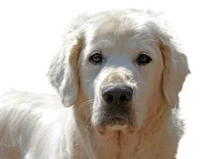 Golden Retriever Portrait Black Background PNG Image