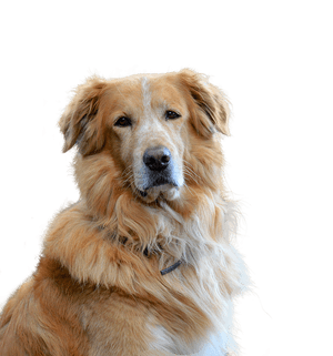 Golden Retriever Portrait PNG image with transparent background