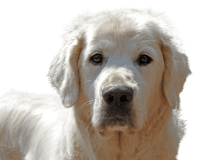 Golden Retriever Portrait PNG image with transparent background