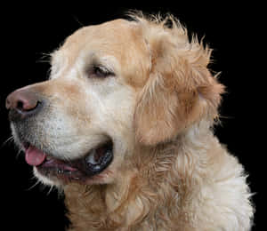 Golden Retriever Profile Portrait PNG with transparent background