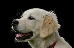 Golden Retriever Profile Portrait PNG with transparent background