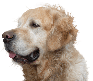 Golden Retriever Profile Portrait PNG image with transparent background