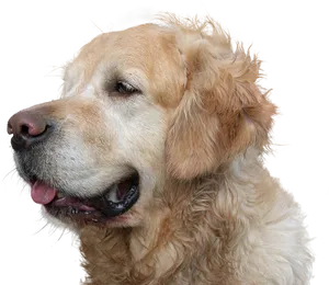 Golden Retriever Profile Portrait PNG Image