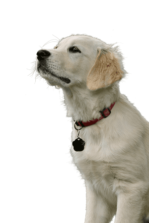 Golden Retriever Puppy Gazing Upward PNG image with transparent background