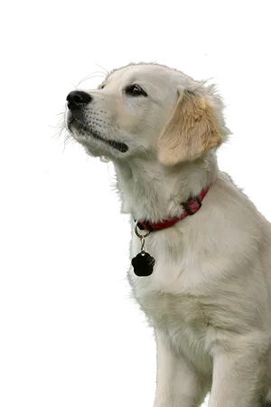 Golden Retriever Puppy Gazing Upward PNG Image