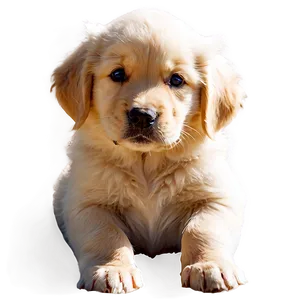 Golden Retriever Puppy In Sunlight Png Xlw PNG Image