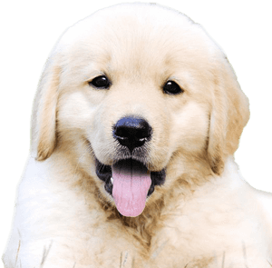 Golden Retriever Puppy Png Free Image - Dogs Golden Retriever Puppy, Transparent Png PNG image with transparent background