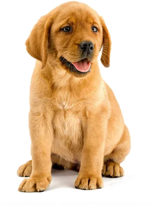 Golden Retriever Puppy Portrait PNG Image