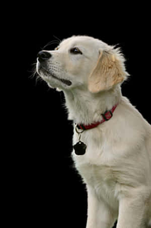Golden Retriever Puppy Portrait PNG with transparent background