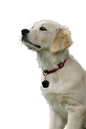 Golden Retriever Puppy Portrait PNG Image