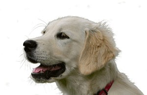 Golden Retriever Puppy Portrait PNG image with transparent background