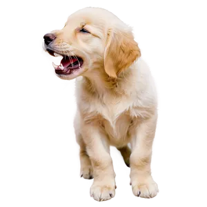 Golden Retriever Puppy Yawning Png 06252024 PNG Image