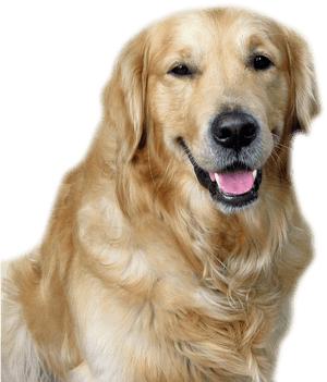 Golden Retriever Smiling Portrait PNG image with transparent background