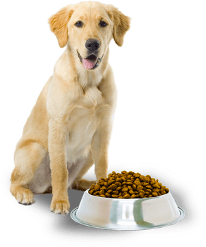 Dog Food Png - Dog With Dog Food, Transparent Png PNG