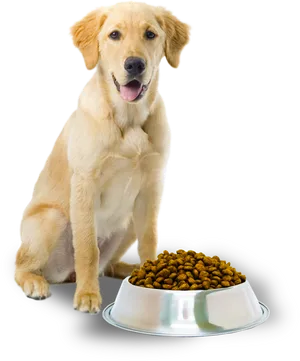 Golden Retriever With Dog Food Bowl PNG Image