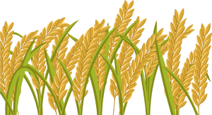 Transparent Wheat Grain Clipart - Rice Field Png, Png Download PNG with transparent background