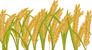 Golden Rice Stalks Illustration PNG Image