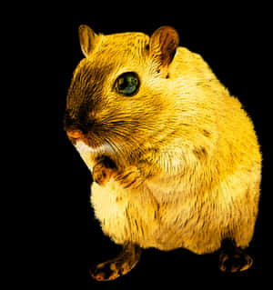 Golden Rodent Black Background PNG image with transparent background